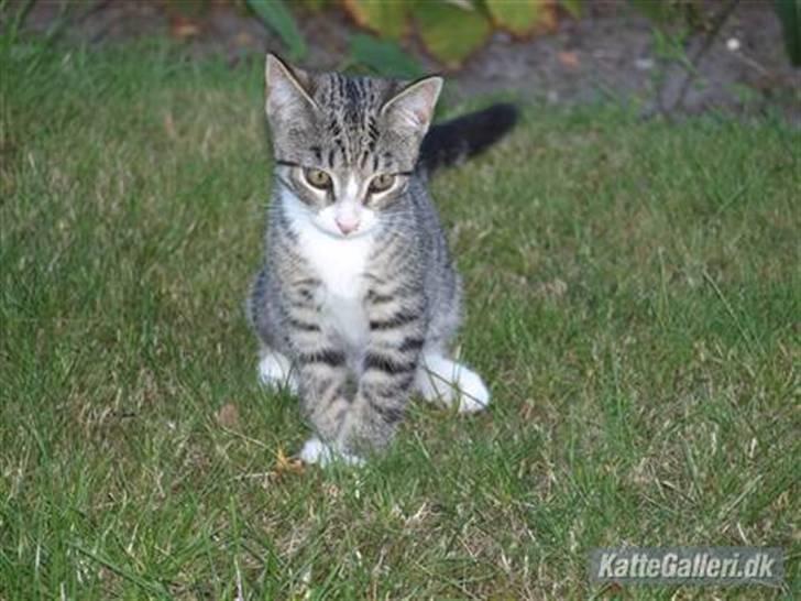 Huskat Bakardi *Carlo* R.I.P. billede 5