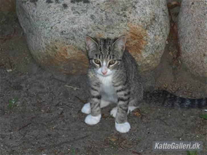 Huskat Bakardi *Carlo* R.I.P. billede 7