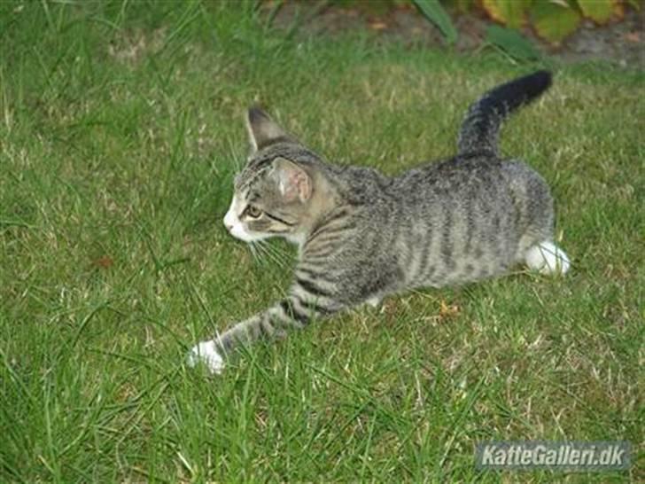 Huskat Bakardi *Carlo* R.I.P. billede 8