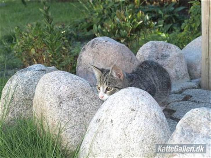 Huskat Bakardi *Carlo* R.I.P. billede 9