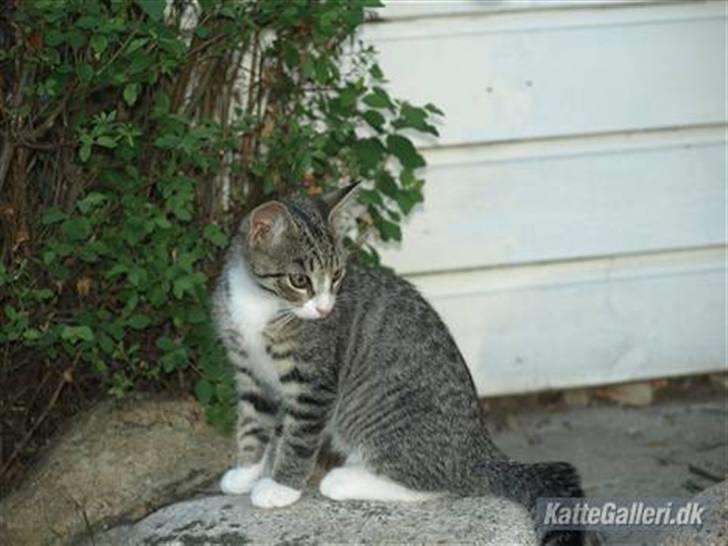 Huskat Bakardi *Carlo* R.I.P. billede 10