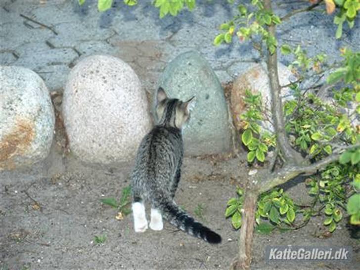 Huskat Bakardi *Carlo* R.I.P. billede 11