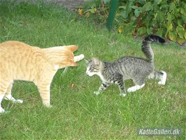 Huskat Bakardi *Carlo* R.I.P. billede 12