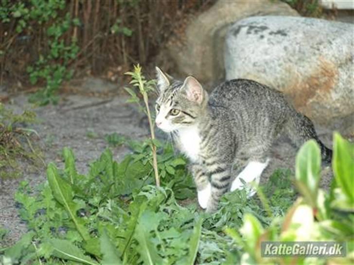 Huskat Bakardi *Carlo* R.I.P. billede 13