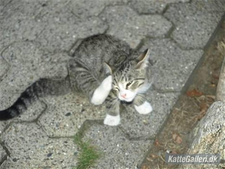 Huskat Bakardi *Carlo* R.I.P. billede 14