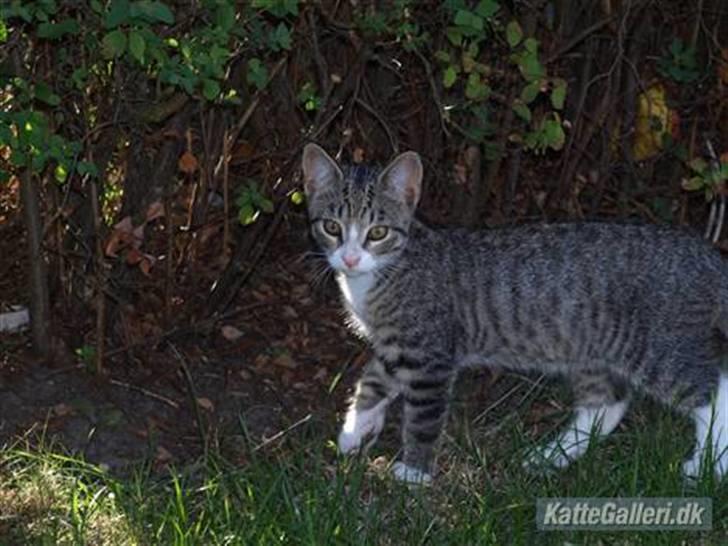 Huskat Bakardi *Carlo* R.I.P. billede 15