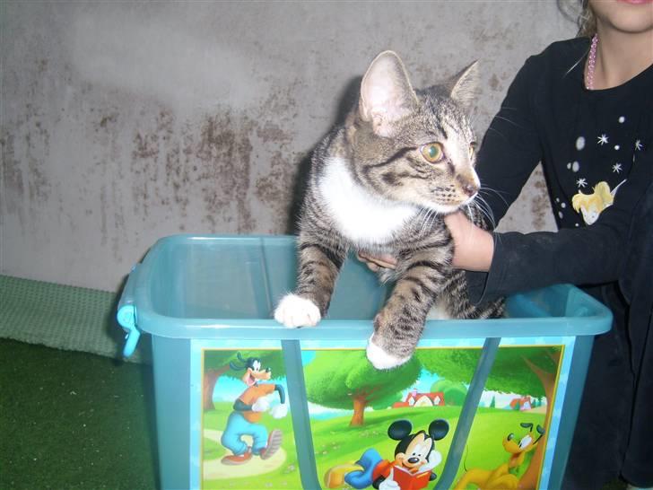 Blanding af racer Lillemis R.I.P - Littel kitty here. billede 1