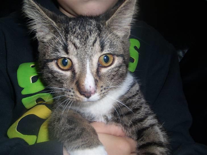 Blanding af racer Lillemis R.I.P - er den farlig. billede 2