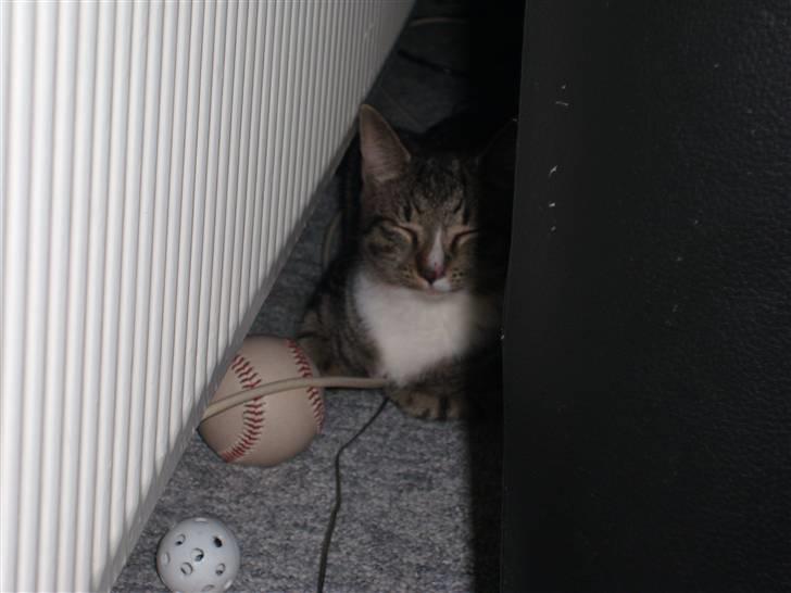 Blanding af racer Lillemis R.I.P - hvor sjovt hihi. billede 3