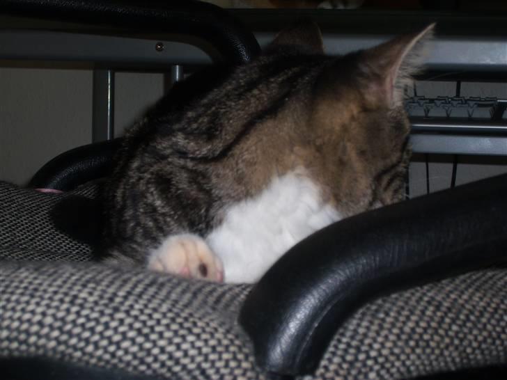 Blanding af racer Lillemis R.I.P - få den væk. billede 4