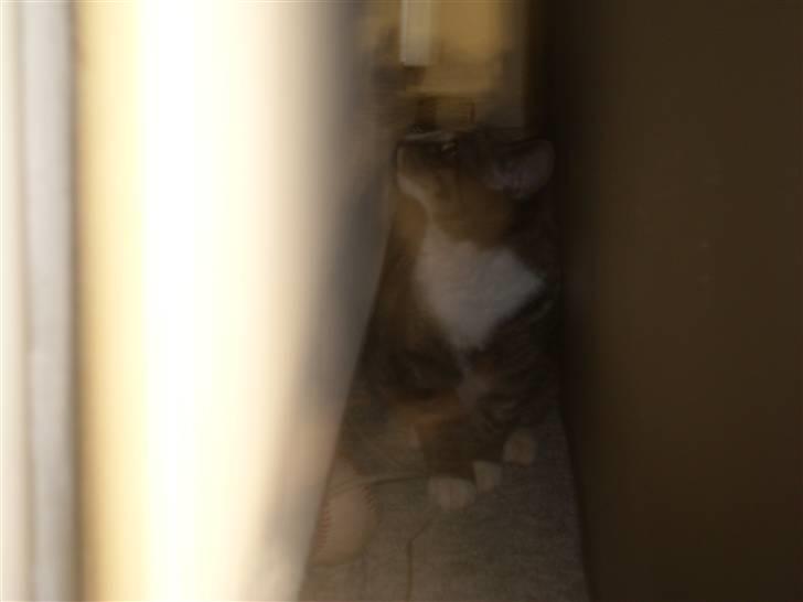 Blanding af racer Lillemis R.I.P - gemme-leg. billede 5