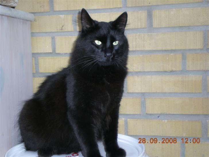 Blanding af racer Sveske - Smuk dreng billede 1