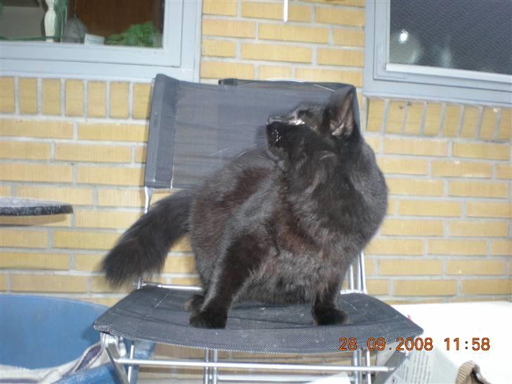 Blanding af racer Sveske - Kommer der nogen? billede 2