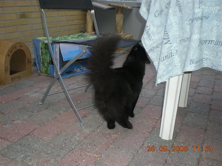 Blanding af racer Sveske - Er der noget spiseligt der? billede 3