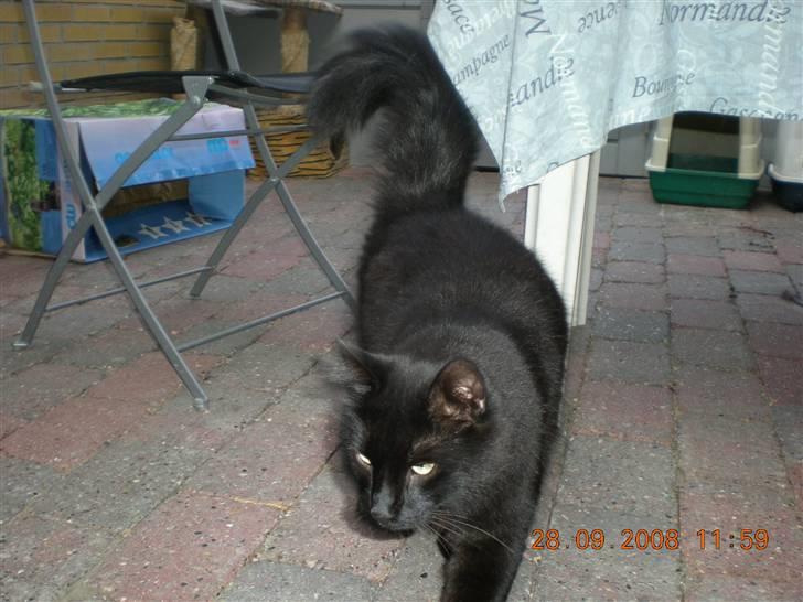 Blanding af racer Sveske - Nå så går jeg da bare... billede 4