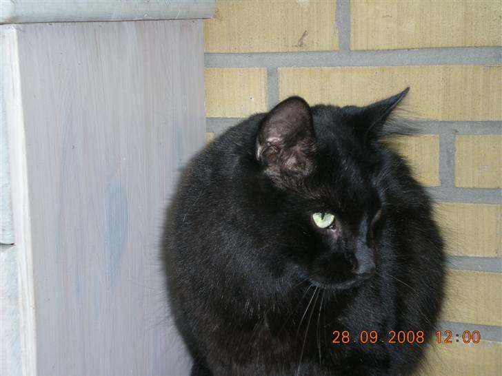 Blanding af racer Sveske - Ok der er plads til en mere:) billede 5