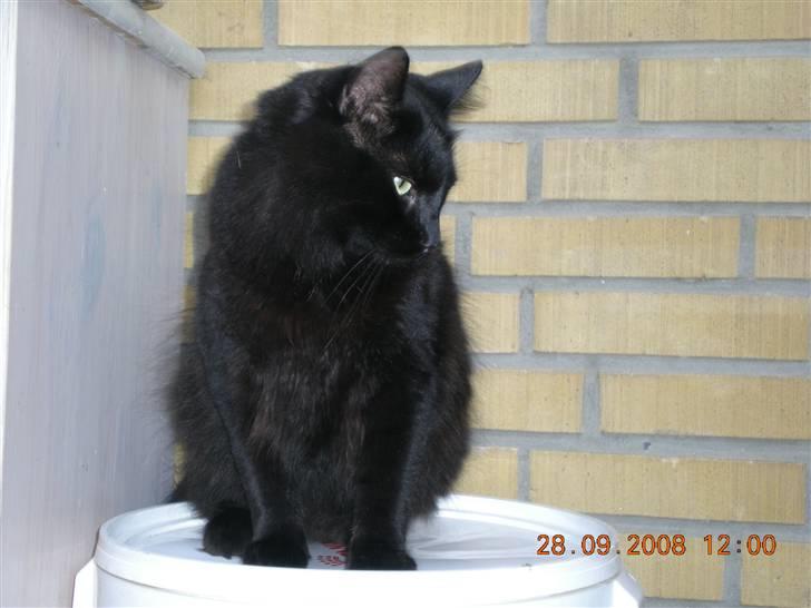 Blanding af racer Sveske - Jeg ved det, jeg er speciel:) billede 6