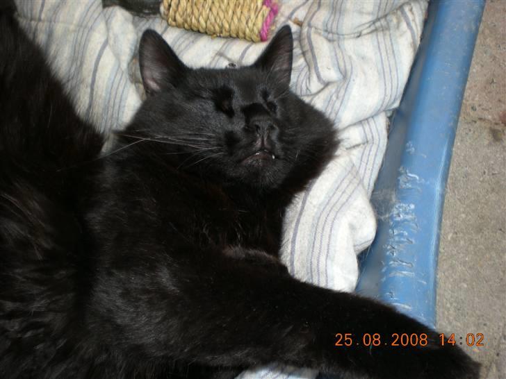 Blanding af racer Sveske - At sove.. ah skønt billede 7