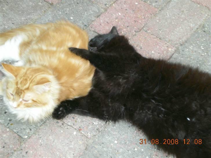 Blanding af racer Sveske - Jeg skal nok pase på dig Løvemand billede 8