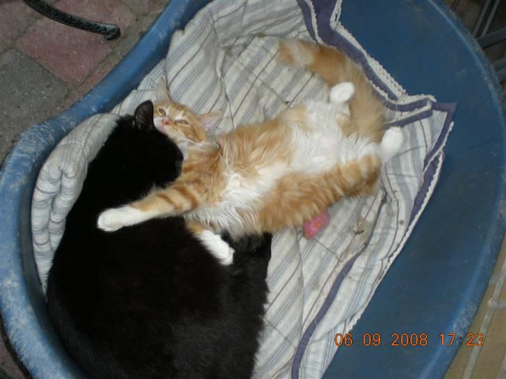 Blanding af racer Sveske - Ja ja.. skal jo nok passe på dig.. billede 9