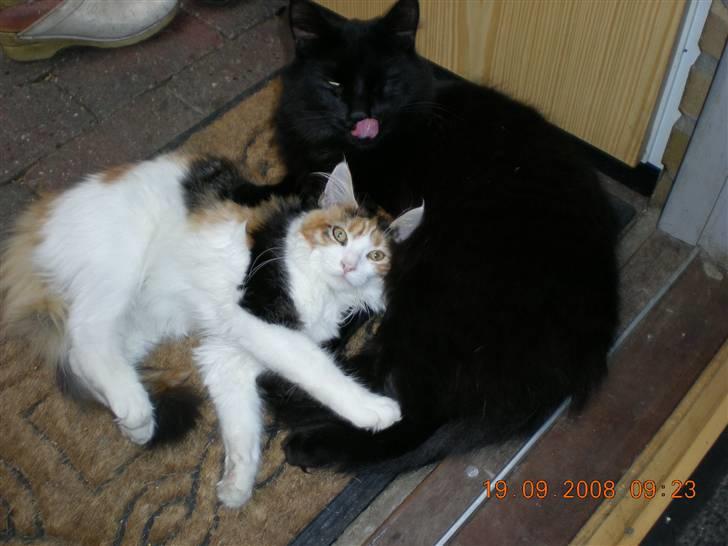 Blanding af racer Sveske - Du skal lige vaskes Karla:) billede 10