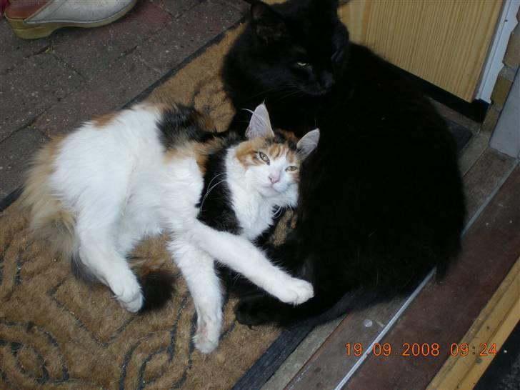 Blanding af racer Sveske - En grundig vask inden vi skal sove. billede 11