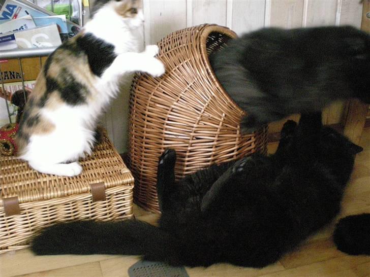 Blanding af racer Sveske - Så bliver der leget, med Melis og Karla:) billede 12