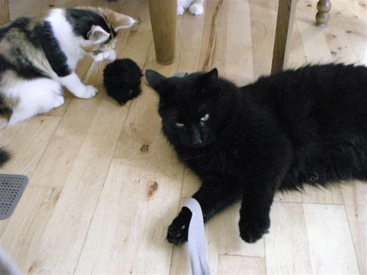 Blanding af racer Sveske - Jeg gider godt lege:) billede 13