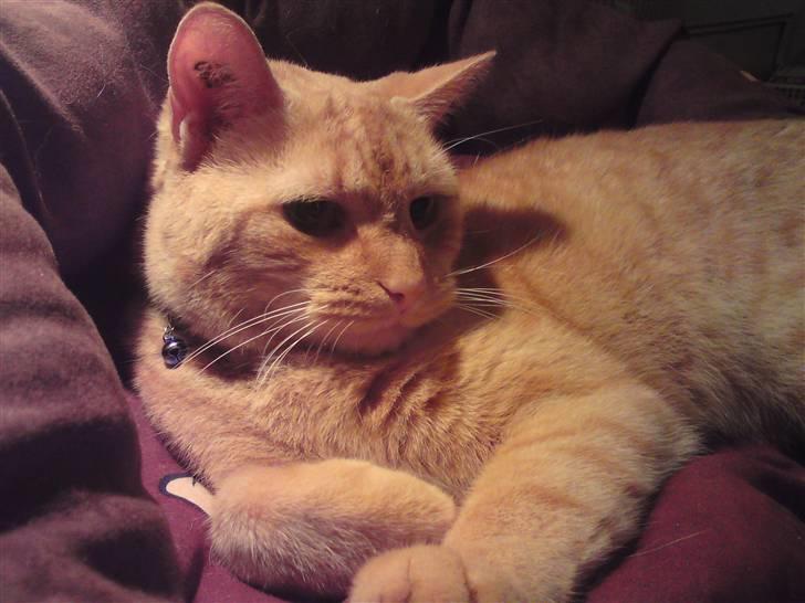 Huskat Lion billede 10