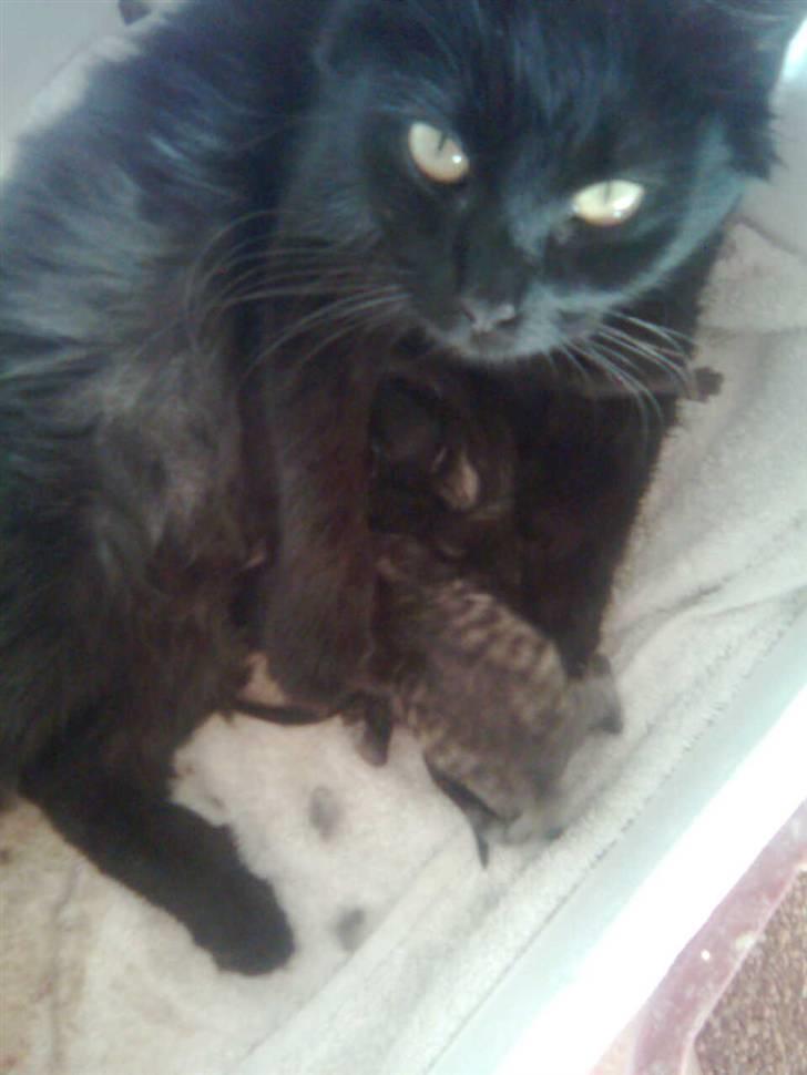 Blanding af racer Feline R.I.P billede 11