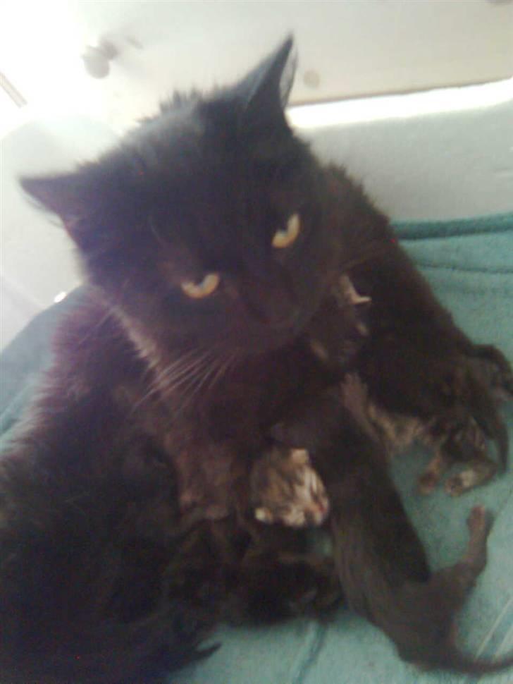 Blanding af racer Feline R.I.P billede 12