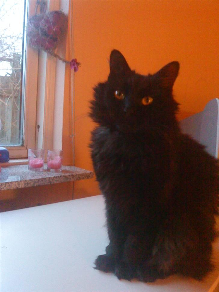 Blanding af racer Feline R.I.P billede 13