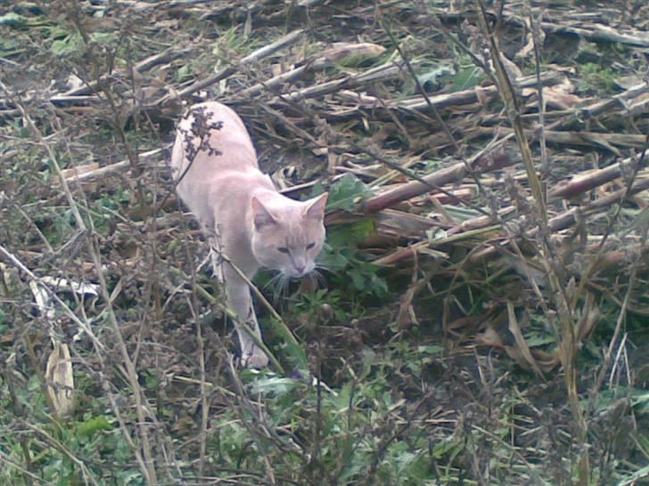 Blanding af racer Mogens <33 billede 18