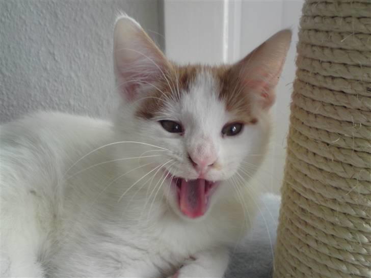 Huskat Manse - GAAAB...! billede 8