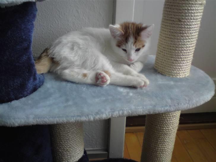 Huskat Manse - dejligt med en lur.. billede 9