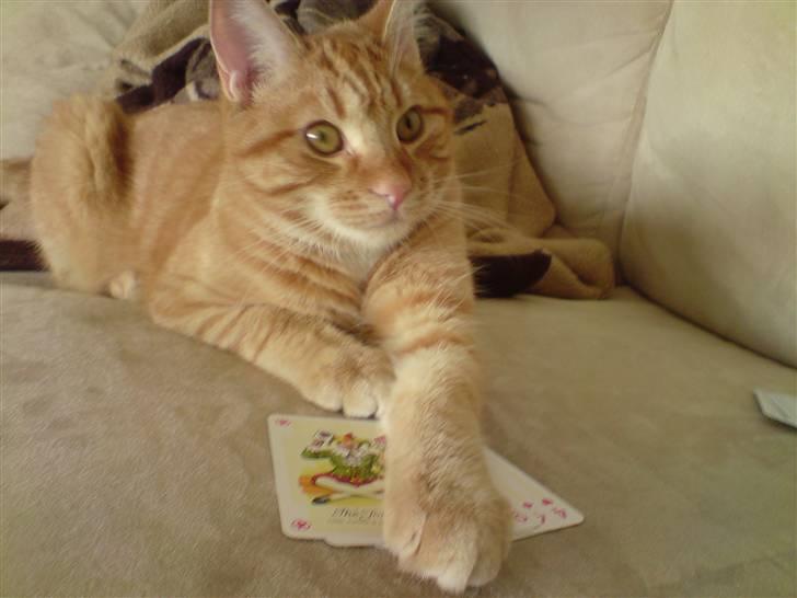 Blanding af racer Maine coon, Baloo - Det er ik så tosset med lidt kortspil.. billede 18