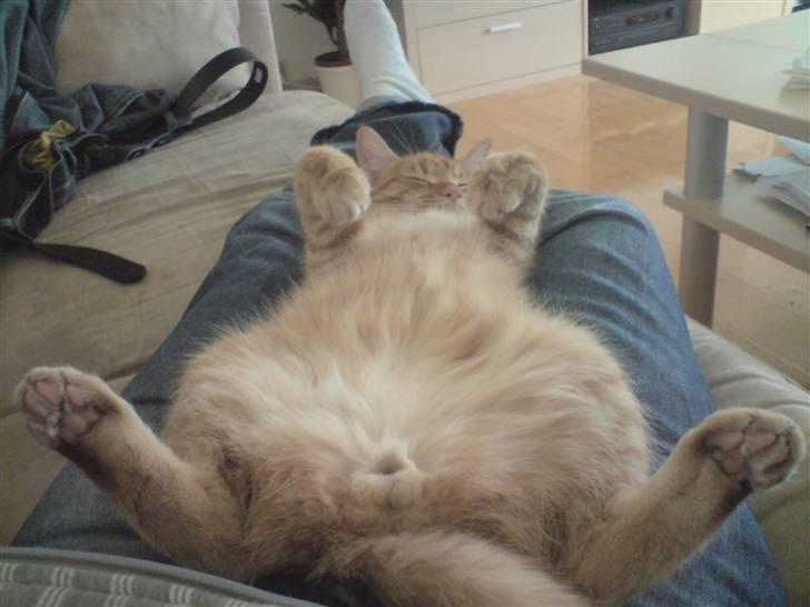 Blanding af racer Maine coon, Baloo - det er så min yndlings sove stilling billede 19