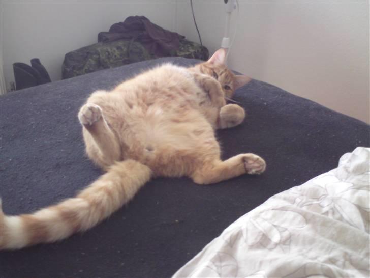 Blanding af racer Maine coon, Baloo - og igen det er bare dejlig at ligge sådan...:-) billede 20
