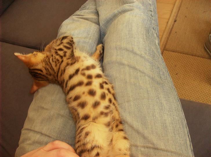 Bengal Nubbi R.I.P. - se min smukke mave billede 12