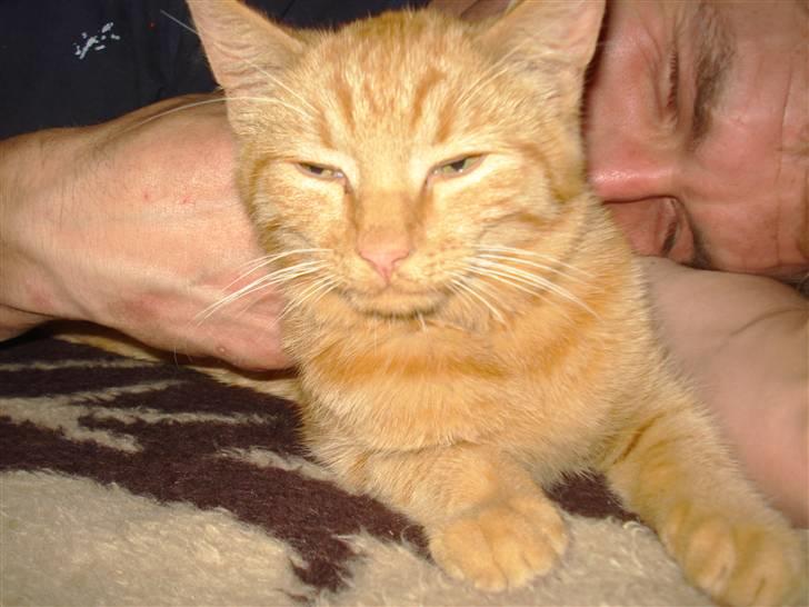 Huskat Simon billede 1