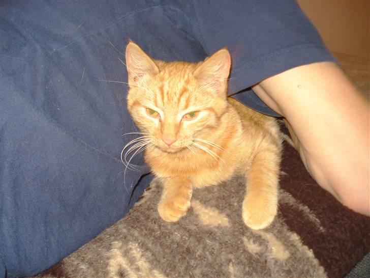 Huskat Simon billede 2