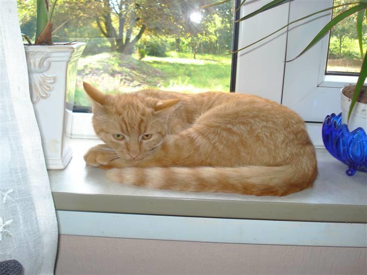 Huskat Simon billede 4