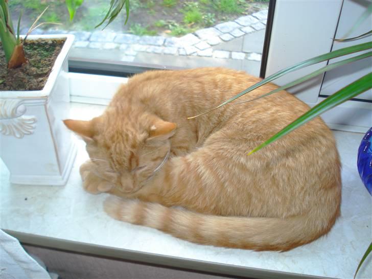 Huskat Simon billede 5