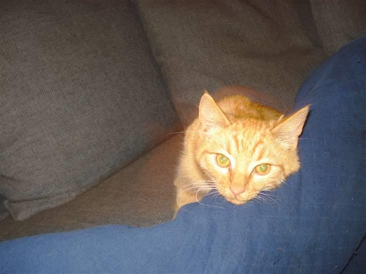 Huskat Simon billede 6