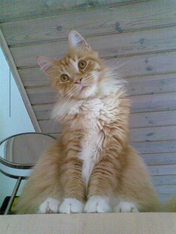 Maine Coon Messi  - Kigger sødt på Mathilde billede 16