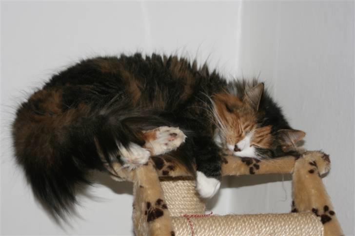 Blanding af racer Sif - Velkommne til Sif´s profil       billede 1