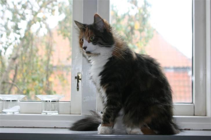 Blanding af racer Sif - 18 ock. billede 2