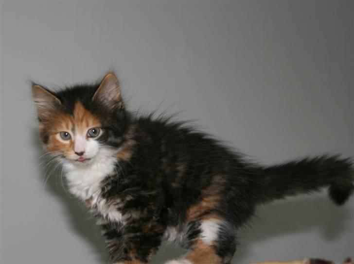 Blanding af racer Sif - Sif som killing billede 3