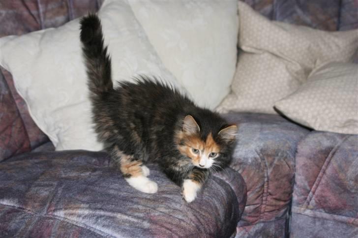 Blanding af racer Sif billede 4