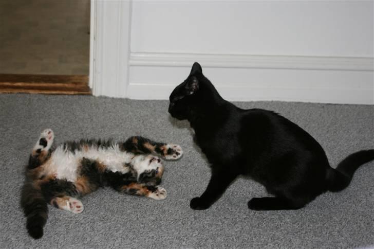 Blanding af racer Sif - ej kom nu - leg lidt med mig... billede 5